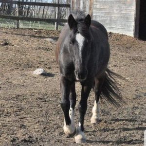 Meet your Posher, Sophia